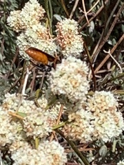 Sphex ashmeadi