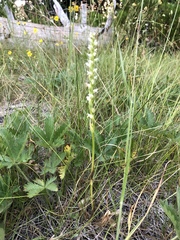 Spiranthes × stellata