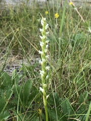 Spiranthes × stellata