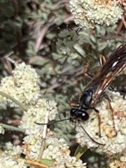 Sphex ashmeadi