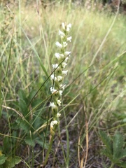 Spiranthes × stellata