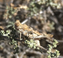 Derotmema delicatulum