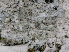 Lecanora circumborealis