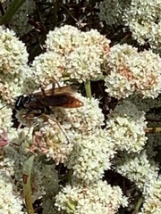 Sphex ashmeadi