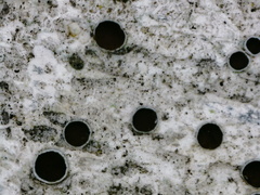 Lecanora circumborealis