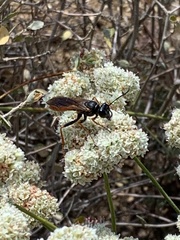 Sphex ashmeadi