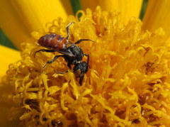 Holcopasites calliopsidis