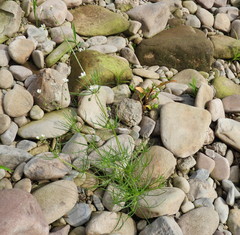 Spergula