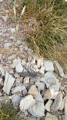 Canis lupus italicus