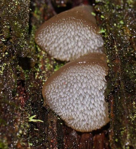 Toothed Jelly Fungus