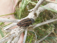 Buprestis lineata