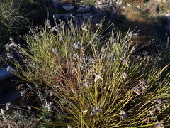 Genista umbellata