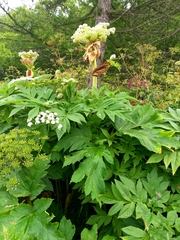 Angelica ursina