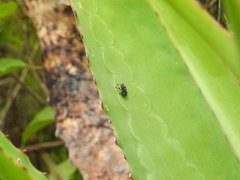 Peltophorus polymitus