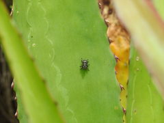 Peltophorus polymitus