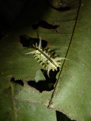 Hyphorma subterminalis