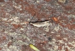 Battaristis nigratomella