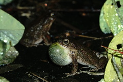 Rhinella humboldti