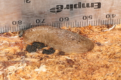Philomycus togatus