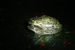 Rhinella humboldti