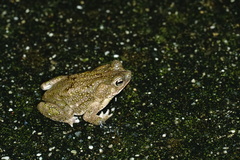 Rhinella humboldti