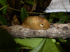 Urocyclinae