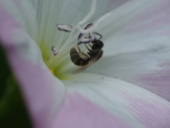 Lasioglossum imitatum