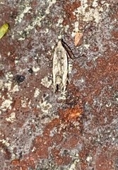 Battaristis nigratomella