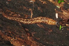 Philomycus flexuolaris