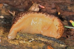 Philomycus flexuolaris