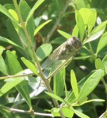 Diceroprocta viridifascia