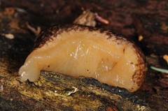 Philomycus flexuolaris
