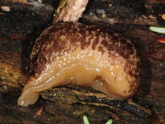 Philomycus flexuolaris