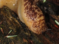 Philomycus flexuolaris