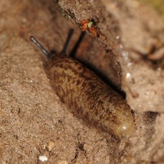 Philomycus flexuolaris