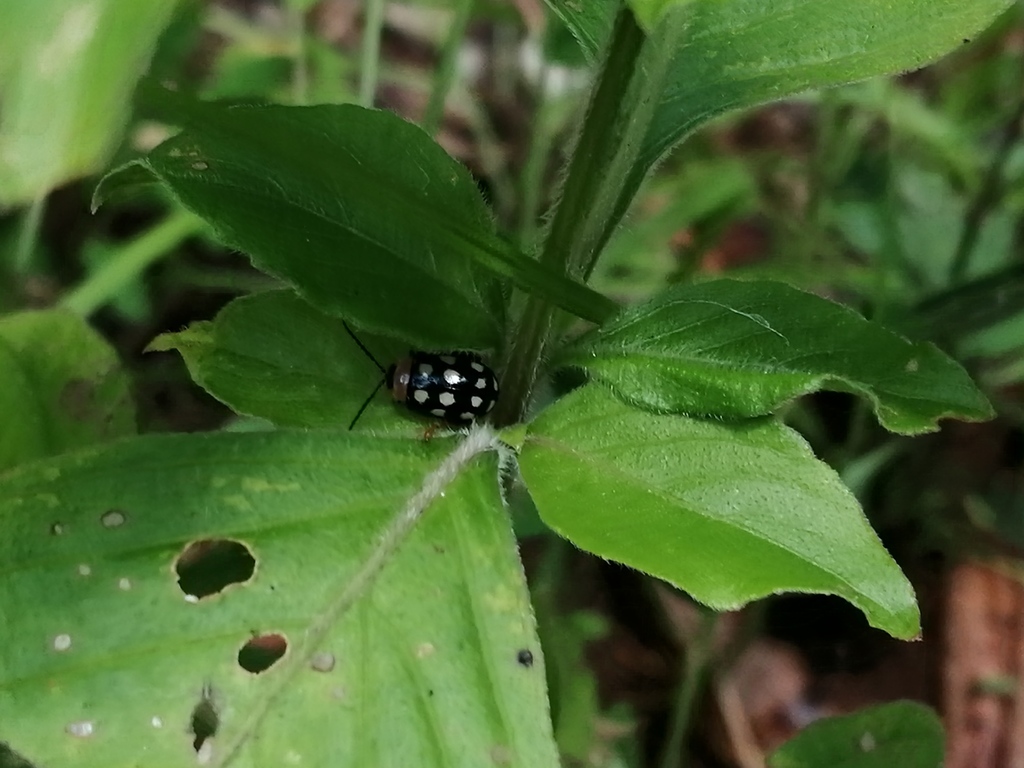 Alagoasa duodecimmaculata