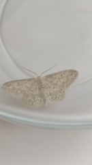 Idaea seriata