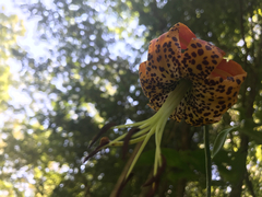 Lilium michauxii