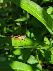 Orchelimum pulchellum