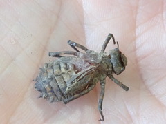 Neurocordulia yamaskanensis