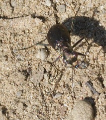 Cicindela punctulata punctulata