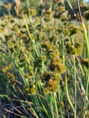Juncus torreyi