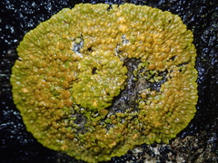 Variospora thallincola
