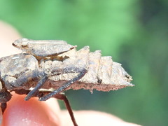 Neurocordulia yamaskanensis