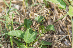 Progomphus obscurus