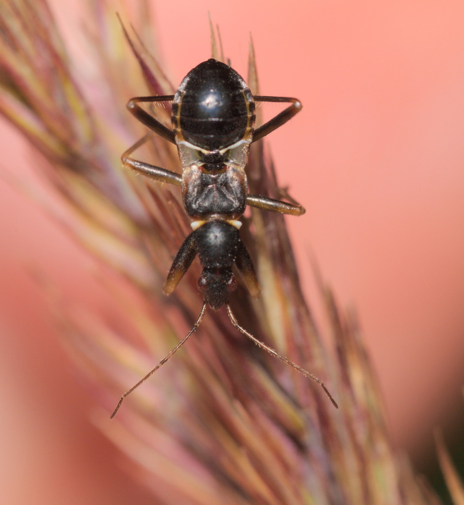 Ant Damselbug