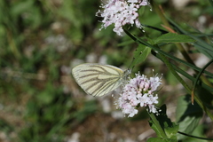 Pieris bryoniae