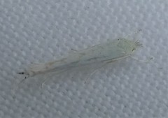 Stegommata sulfuratella