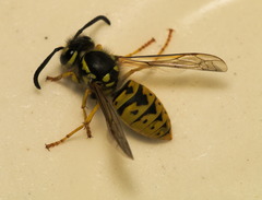 Vespula germanica