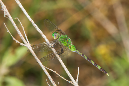 Great Pondhawk